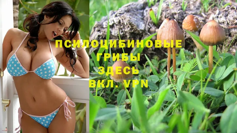 Галлюциногенные грибы Psilocybe  ссылка на мегу tor  Белый 